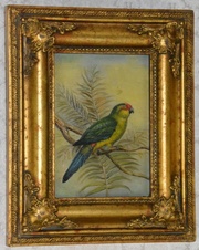 Obraz - Papoušek - olej na desce